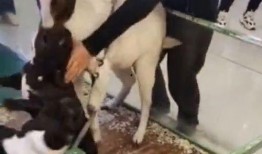 小羊最新爆料网站,揭秘网络世界背后的秘密